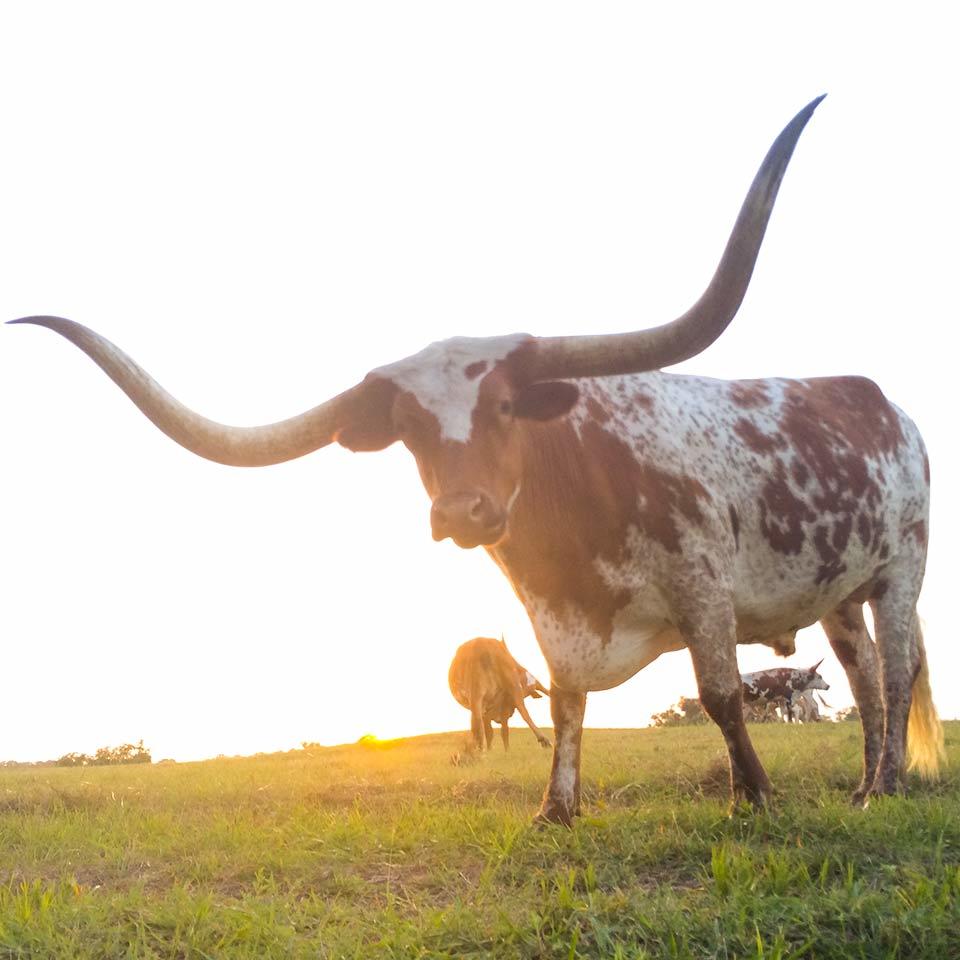 Longhorn Priime Longhorn Priime